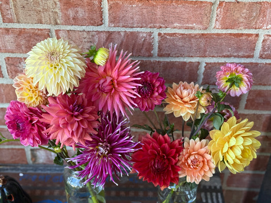 Hollyhill Spider Woman Dahlia Tuber