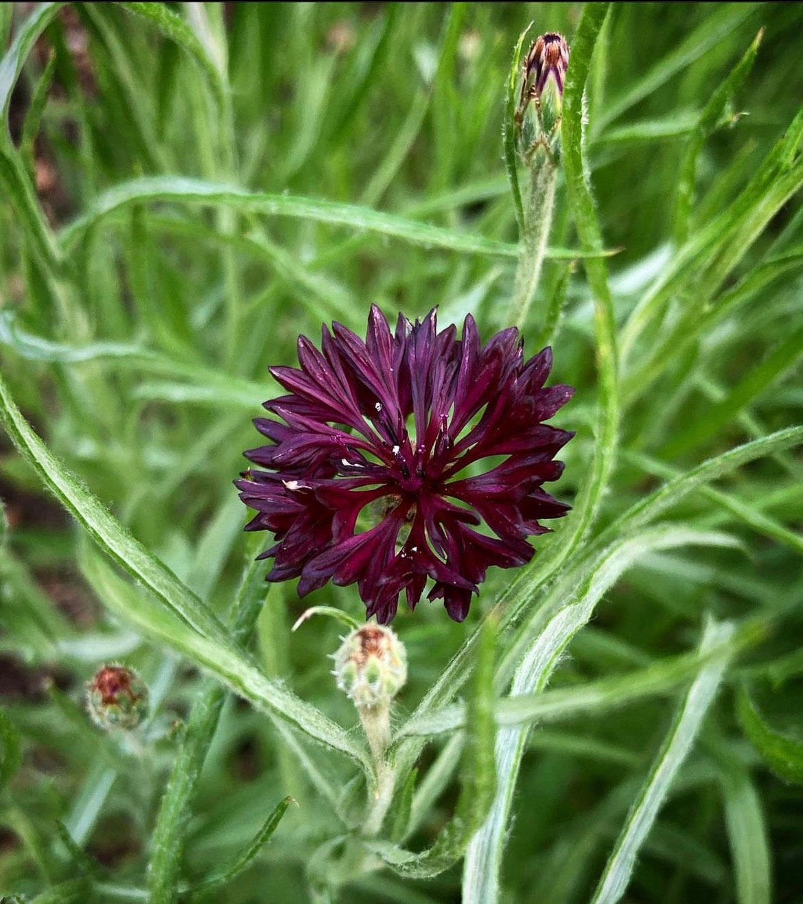 Black Bachelor Button Seeds