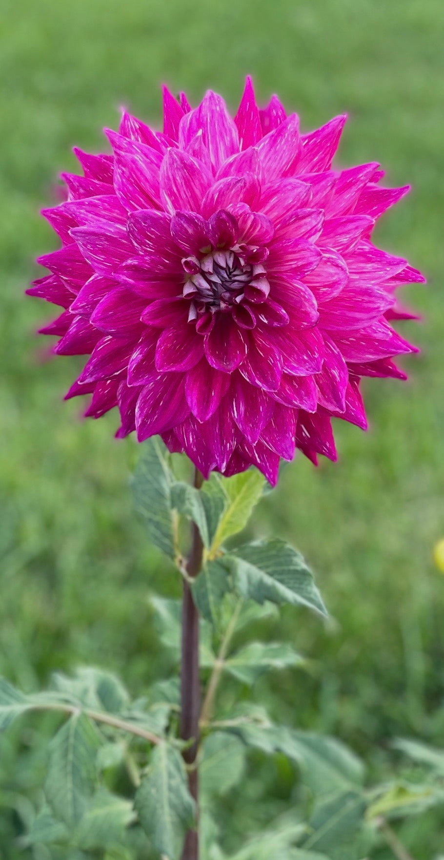 Sport of Hollyhill Bewitched Dahlia Tuber
