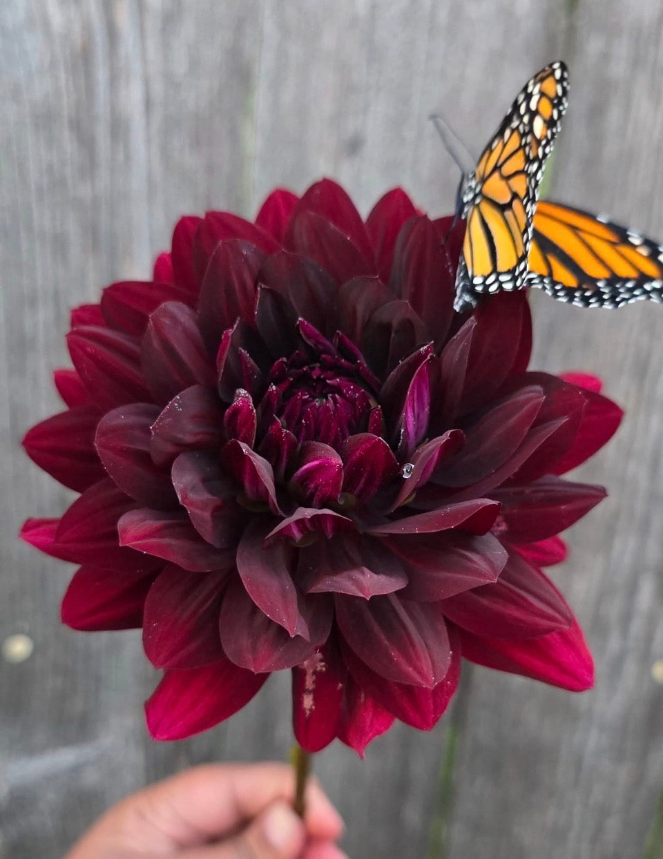 Hollyhill Black Widow