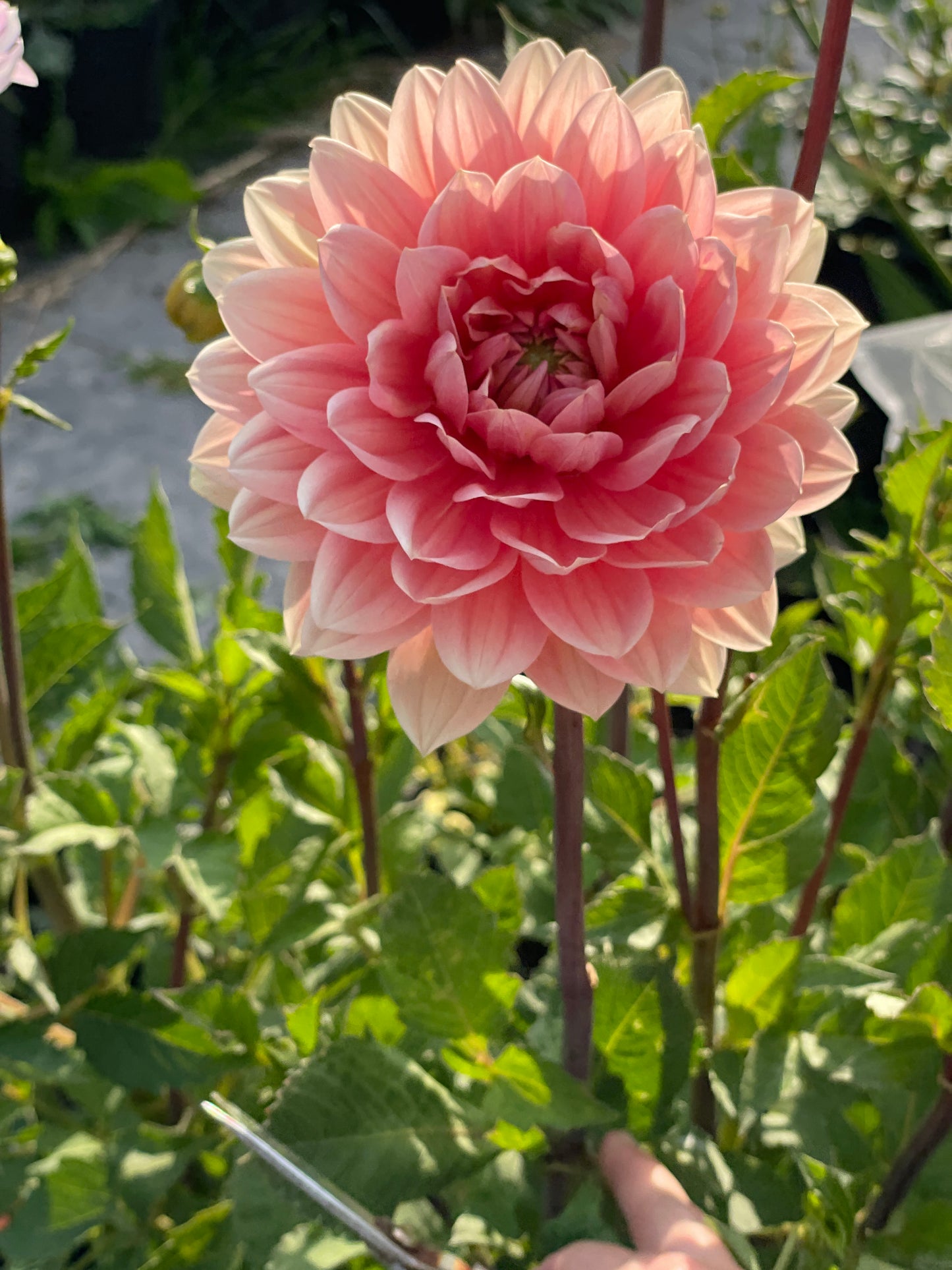 Carolina Wagemans Dahlia Rooted Cutting- SHIPS FALL 2024- PLEASE READ