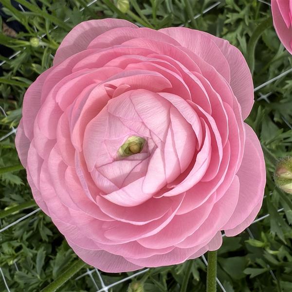 Ranunculus Half Clone Marshmallow Corms- Ships Sept 2024 for Fall Planting - Large Corms