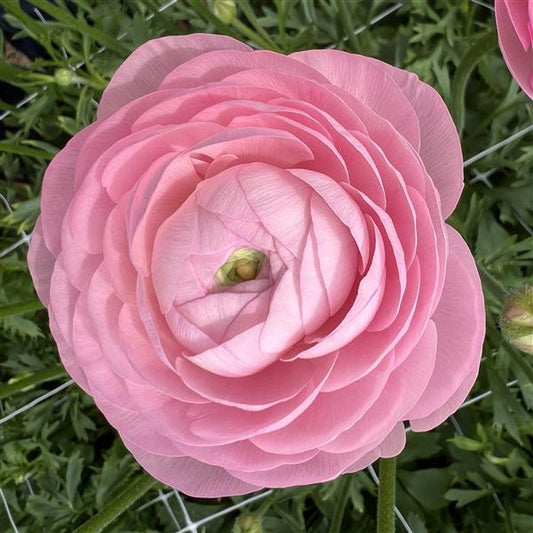 Ranunculus Half Clone Marshmallow Corms- Ships Sept 2024 for Fall Planting - Large Corms