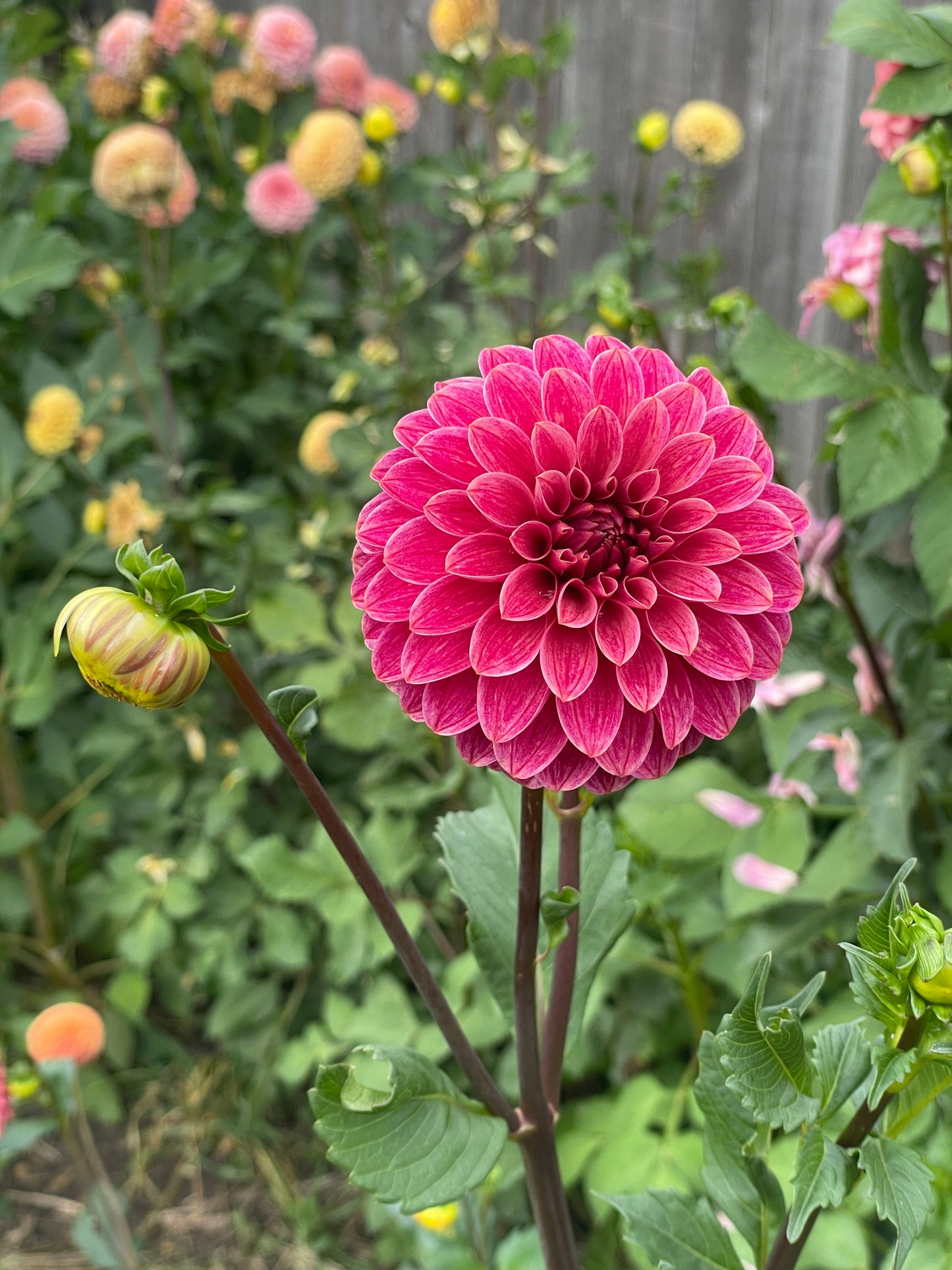 KA's Rosie Jo Dahlia Tuber