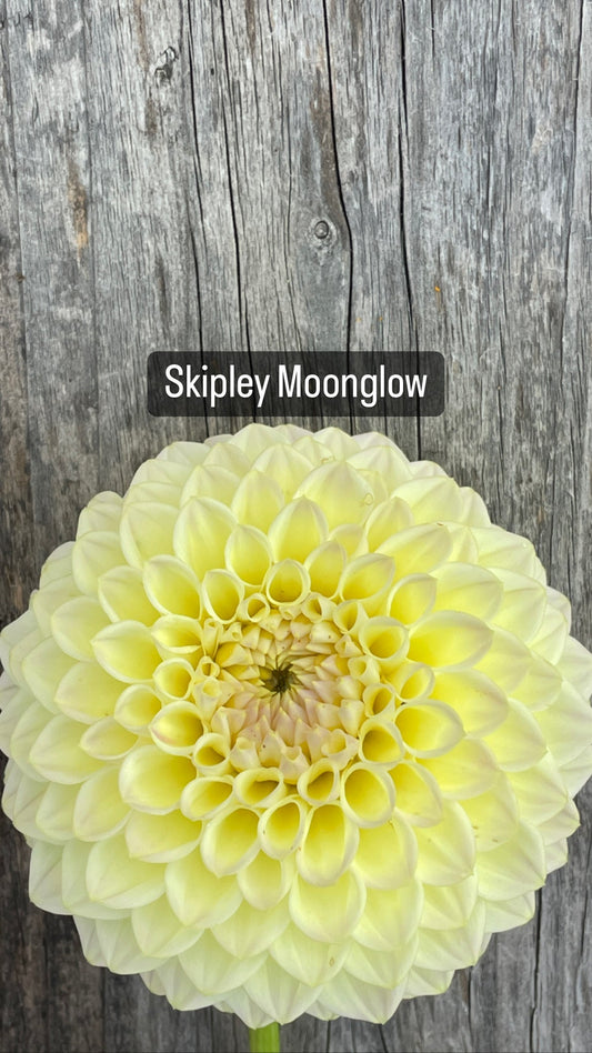 Skipley Moonglow Dahlia Rooted Cutting