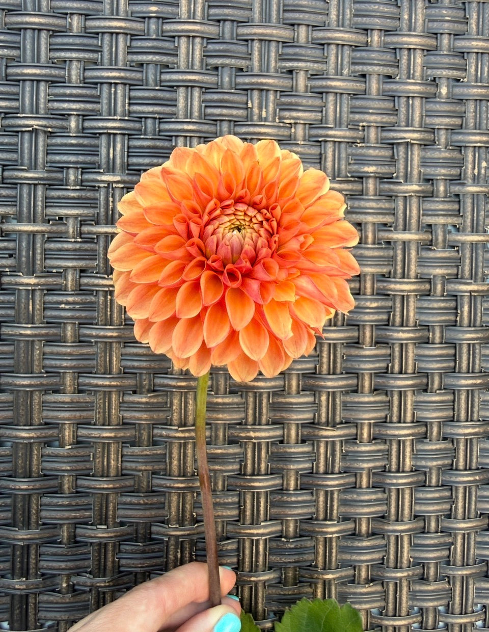 Florelie Angostura