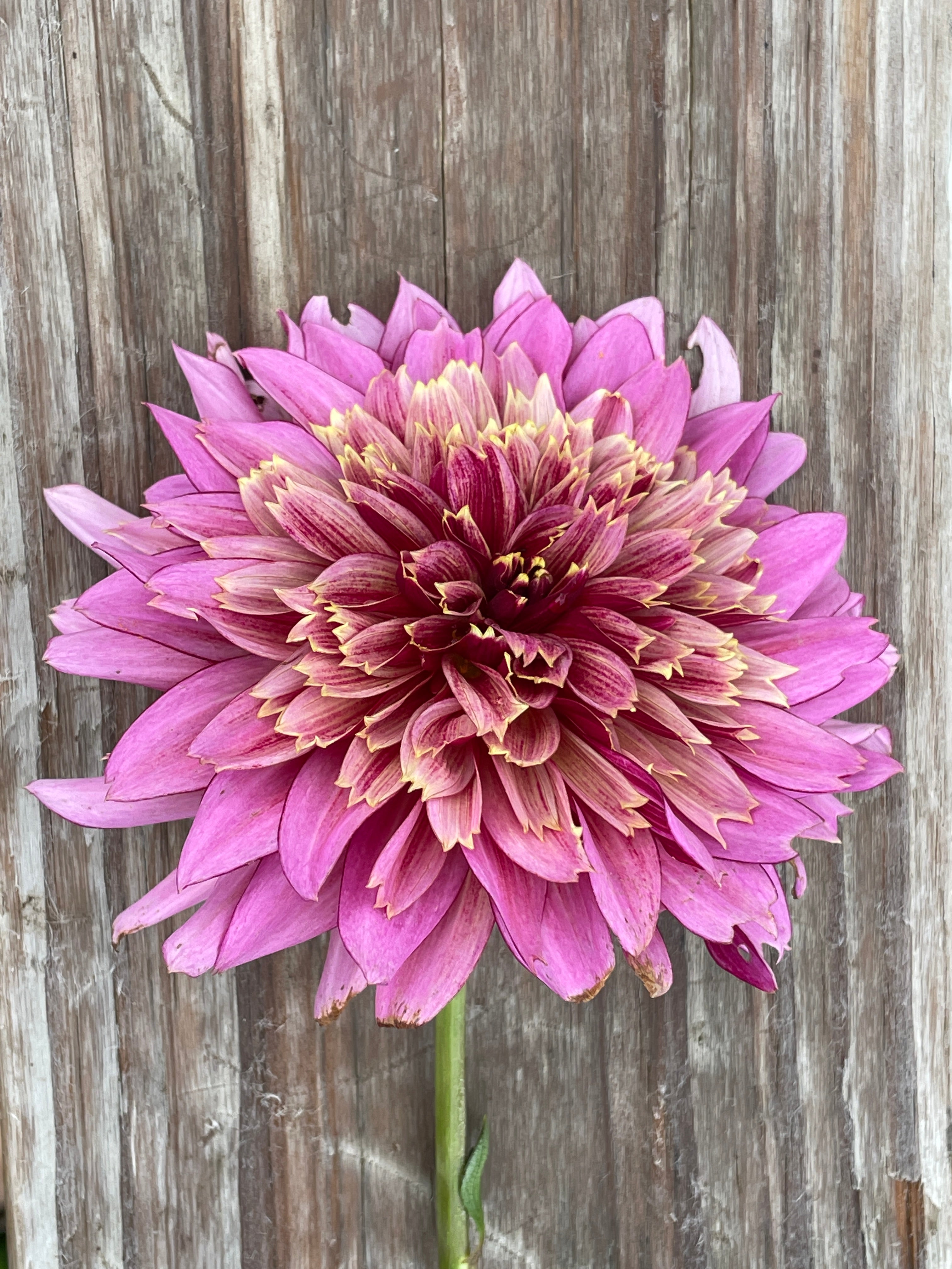 Mambo Dahlia Tuber – Tree Town Homestead