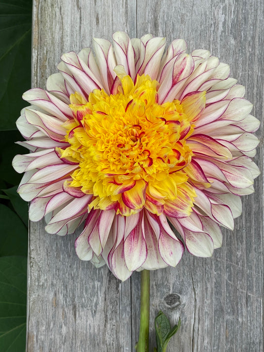 Polka Dahlia Tuber